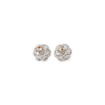 DIAMOND TOPS EVERGREEN