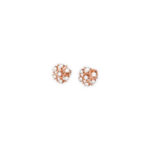 DIAMOND TOPS EVERGREEN